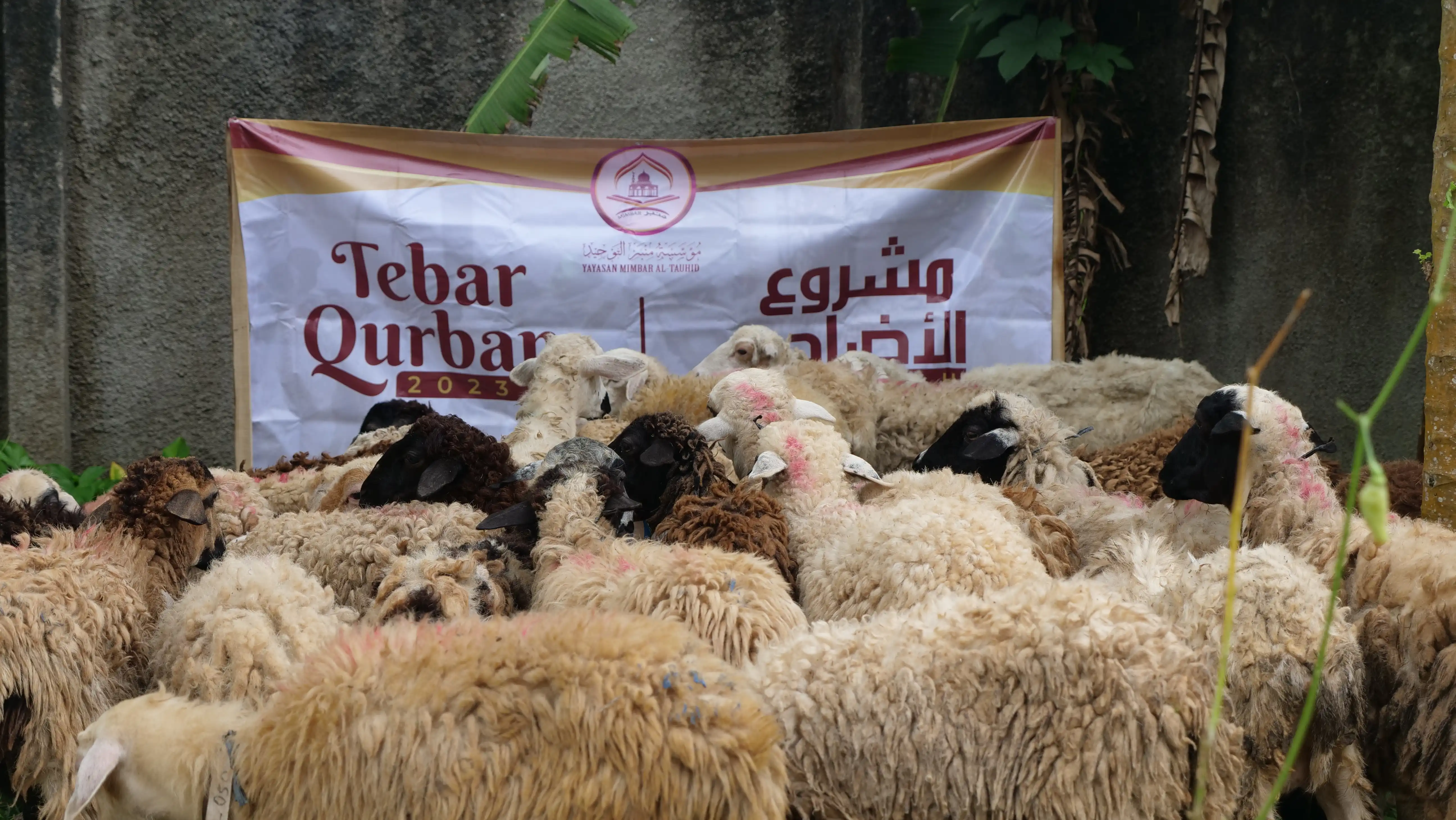Dokumentasi Qurban 3