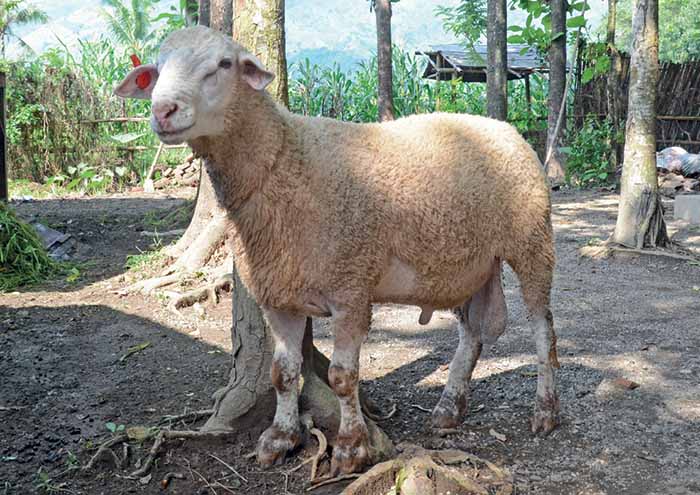 Kambing Super